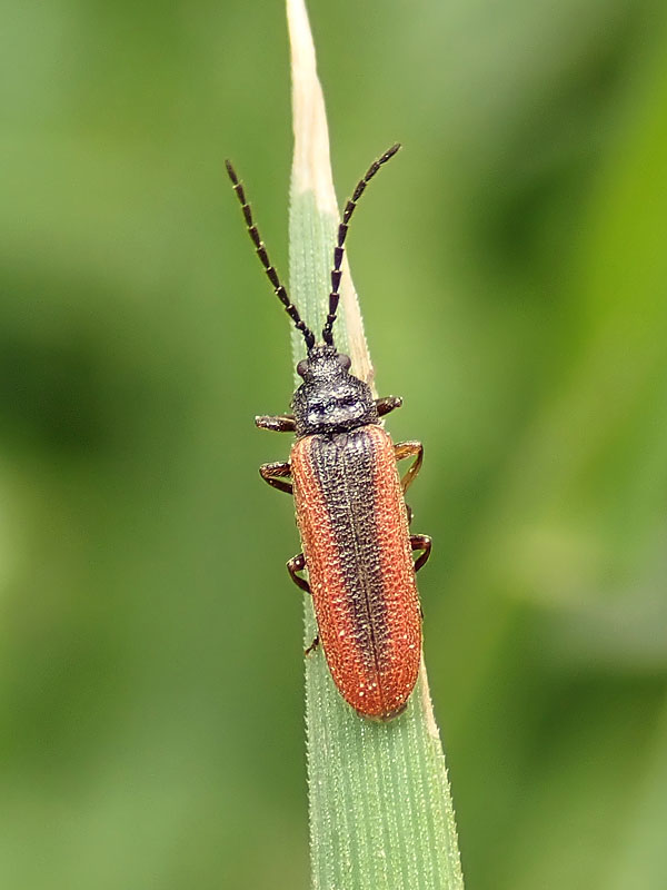 Omalisidae:  Omalisus fontisbellaquaei